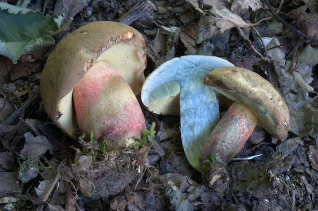 Altino con gli amici delle Marche
